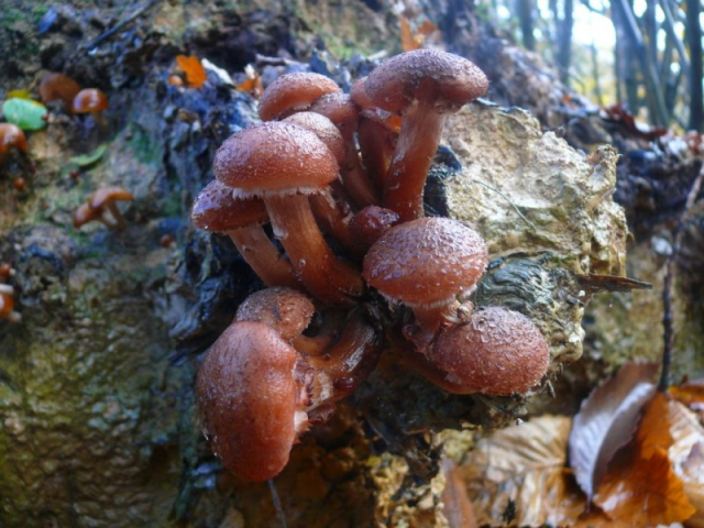 Мицелий Опенка темного / Опенок грунтовой (Armillaria ostoyae)
